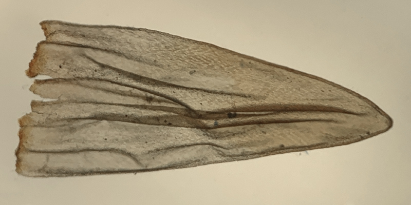 Orthothecium chryseon var. cochleariifolium